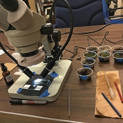 Tardigrade Research